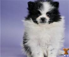 pomeranian puppy posted by btulabut811