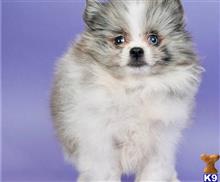 pomeranian puppy posted by btulabut811