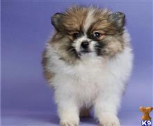 pomeranian puppy posted by btulabut811