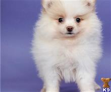 pomeranian puppy posted by btulabut811