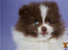 pomeranian puppy posted by btulabut811