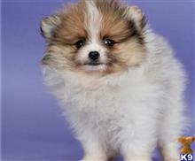 pomeranian puppy posted by btulabut811