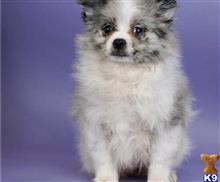 pomeranian puppy posted by btulabut811