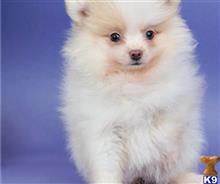 pomeranian puppy posted by btulabut811