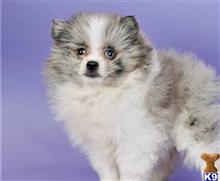pomeranian puppy posted by btulabut811