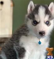 siberian husky puppy posted by btulabut811