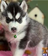 siberian husky puppy posted by btulabut811
