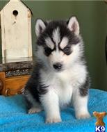 siberian husky puppy posted by btulabut811