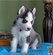 siberian husky puppy posted by btulabut811
