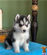 siberian husky puppy posted by btulabut811