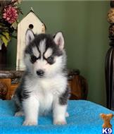 siberian husky puppy posted by btulabut811