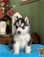 siberian husky puppy posted by btulabut811