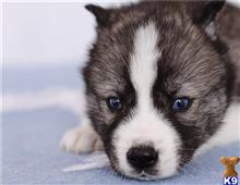 siberian husky puppy posted by btulabut811