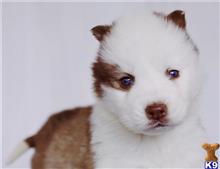 siberian husky puppy posted by btulabut811