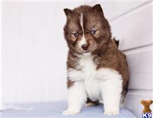 siberian husky puppy posted by btulabut811