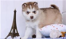 siberian husky puppy posted by btulabut811