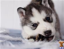 siberian husky puppy posted by btulabut811
