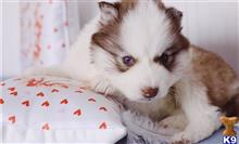 siberian husky puppy posted by btulabut811