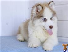 siberian husky puppy posted by btulabut811