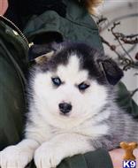 siberian husky puppy posted by btulabut811