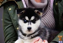 siberian husky puppy posted by btulabut811