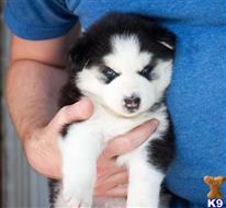 siberian husky puppy posted by btulabut811