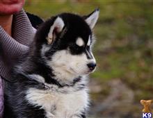 siberian husky puppy posted by btulabut811