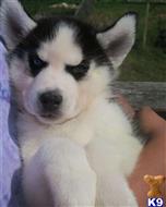 siberian husky puppy posted by btulabut811