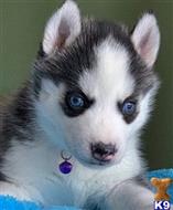 siberian husky puppy posted by btulabut811