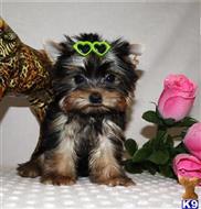 yorkshire terrier puppy posted by btulabut811