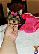 yorkshire terrier puppy posted by btulabut811
