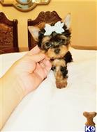 yorkshire terrier puppy posted by btulabut811