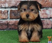 yorkshire terrier puppy posted by btulabut811