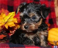 yorkshire terrier puppy posted by btulabut811