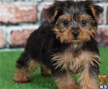 yorkshire terrier puppy posted by btulabut811