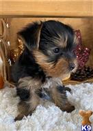 yorkshire terrier puppy posted by btulabut811