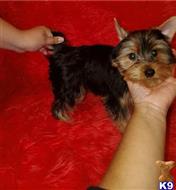 yorkshire terrier puppy posted by btulabut811
