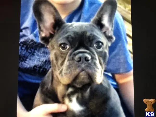 French Bulldog stud dog