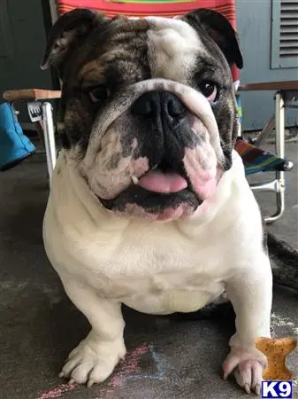 English Bulldog stud dog: a english bulldog dog with a red hat