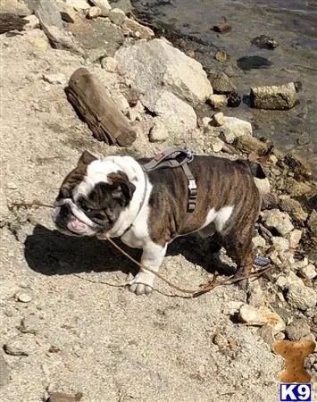English Bulldog stud dog: a english bulldog dog wearing a harness