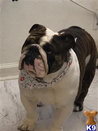 English Bulldog stud dog: a english bulldog dog with its mouth open