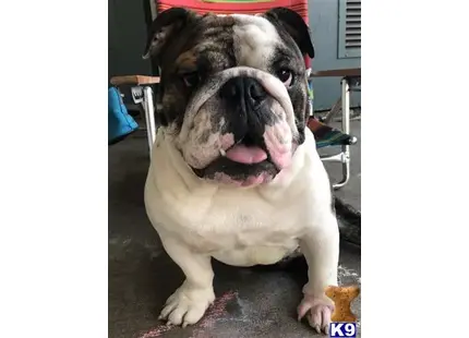 English Bulldog stud dog: a english bulldog dog with a red hat