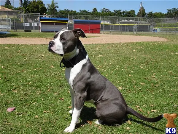 American Bully stud dog