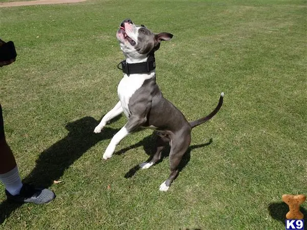 American Bully stud dog