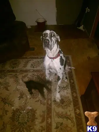 Great Dane