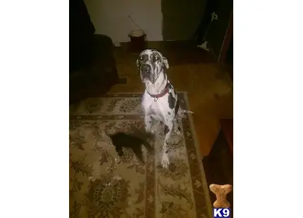 Great Dane