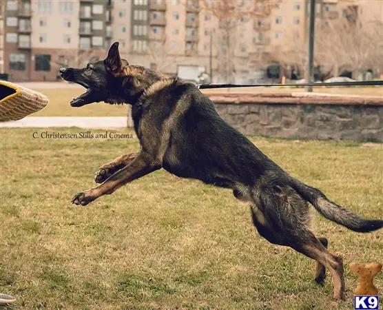 German Shepherd stud dog: a german shepherd dog jumping in the air