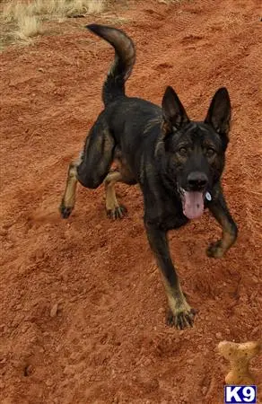 German Shepherd stud dog: a german shepherd dog running on a dirt road
