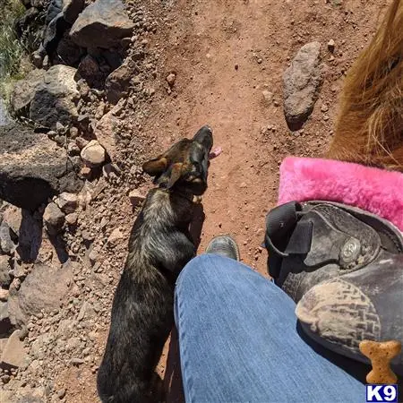 German Shepherd stud dog: a cat standing on a rock