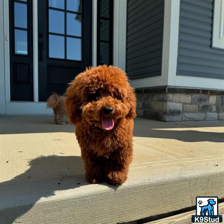 a poodle dog running on a sidewalk